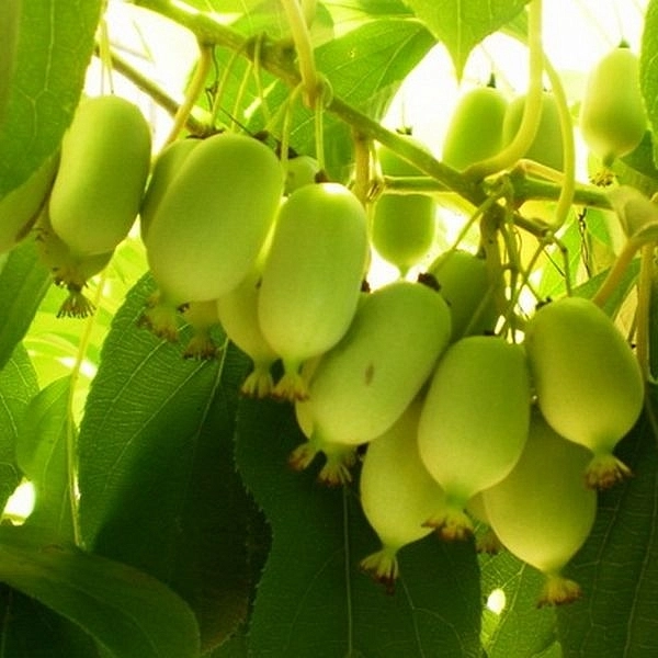 Актинидия Коломикта 'Сорока'